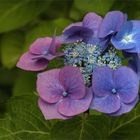 Farbspiele der Hydrangea serrata...