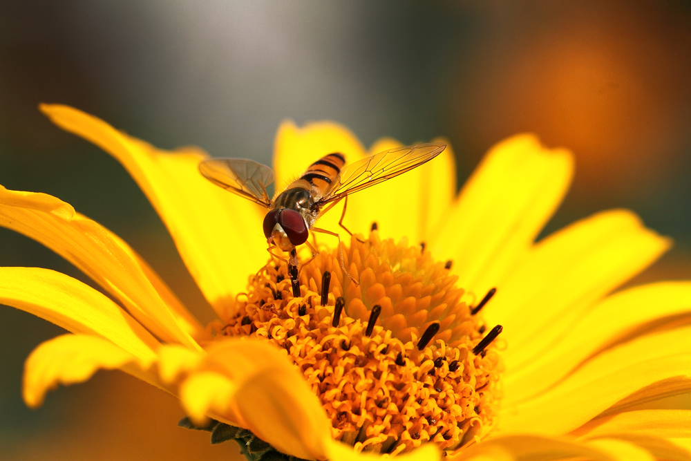 Farbspiele der Natur, die sich gleichen