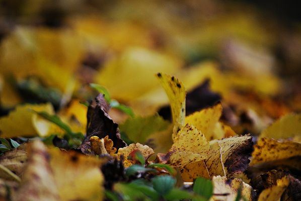 Farbstarker Abgesang ...