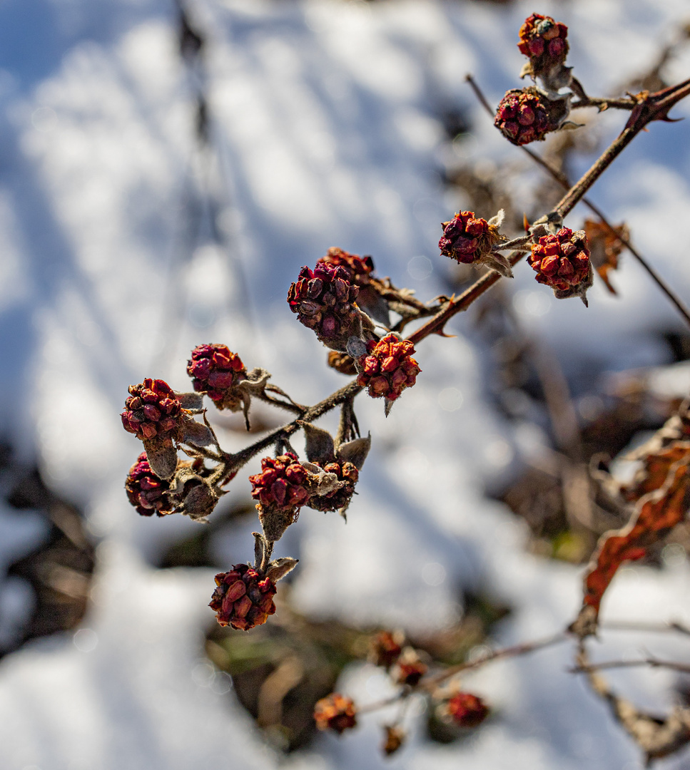 Farbtupfen im Schnee