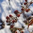 Farbtupfen im Schnee