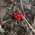 Farbtupfen im winterlichen Grau