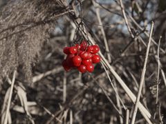 Farbtupfen im winterlichen Grau