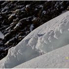 Farbtupfer 2021-02-14 im Schnee