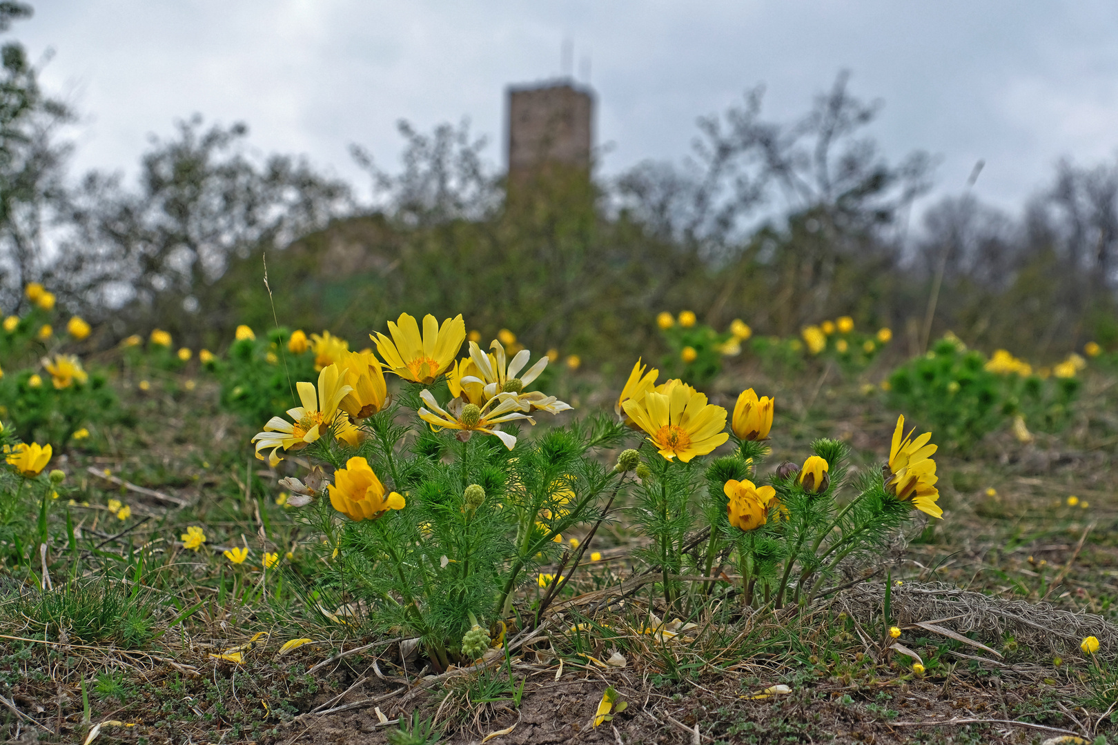 "Farbtupfer"; Adonisröschen an der Burg Gleichen 