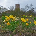 "Farbtupfer"; Adonisröschen an der Burg Gleichen 