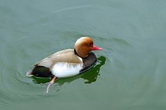 Farbtupfer am Bodensee.