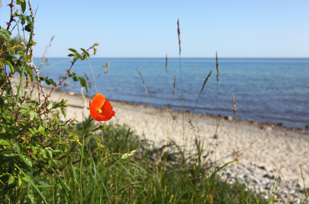 Farbtupfer am Meer