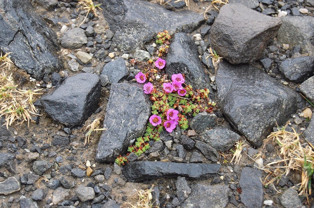 Farbtupfer am Nordkapp