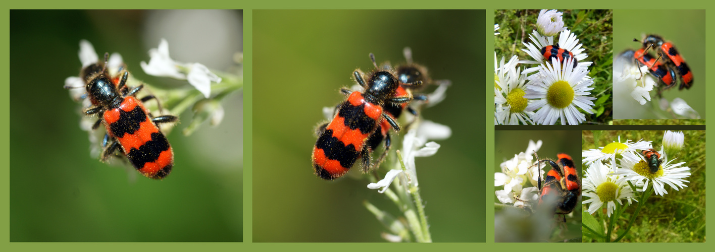 Farbtupfer auf Besuch