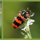 Farbtupfer auf Besuch