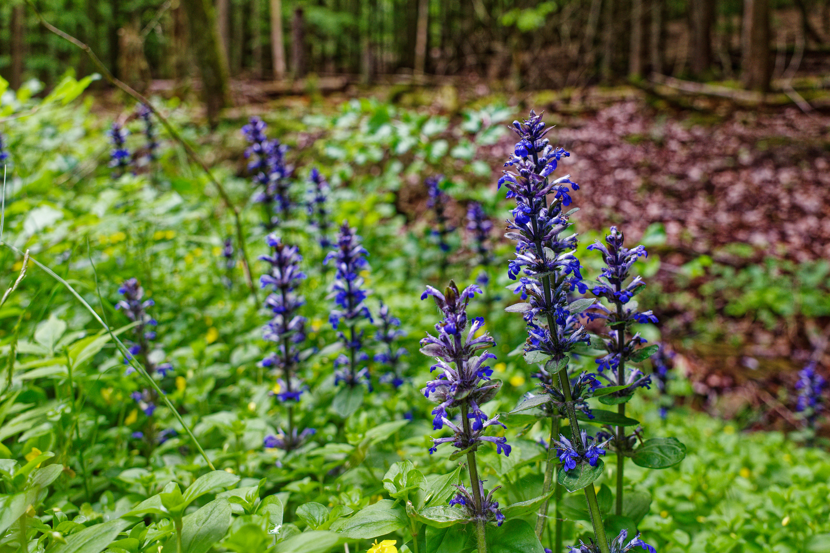 Farbtupfer auf dem Waldboden