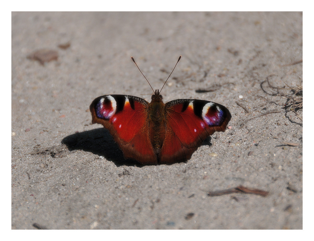 Farbtupfer auf Sand