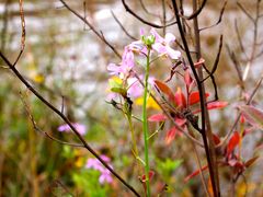 Farbtupfer des Herbstes