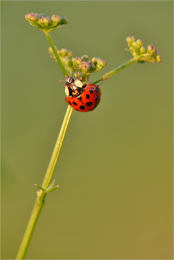 Farbtupfer im Abendlicht