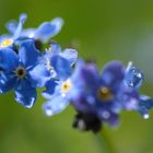 Farbtupfer im Aprilwetter