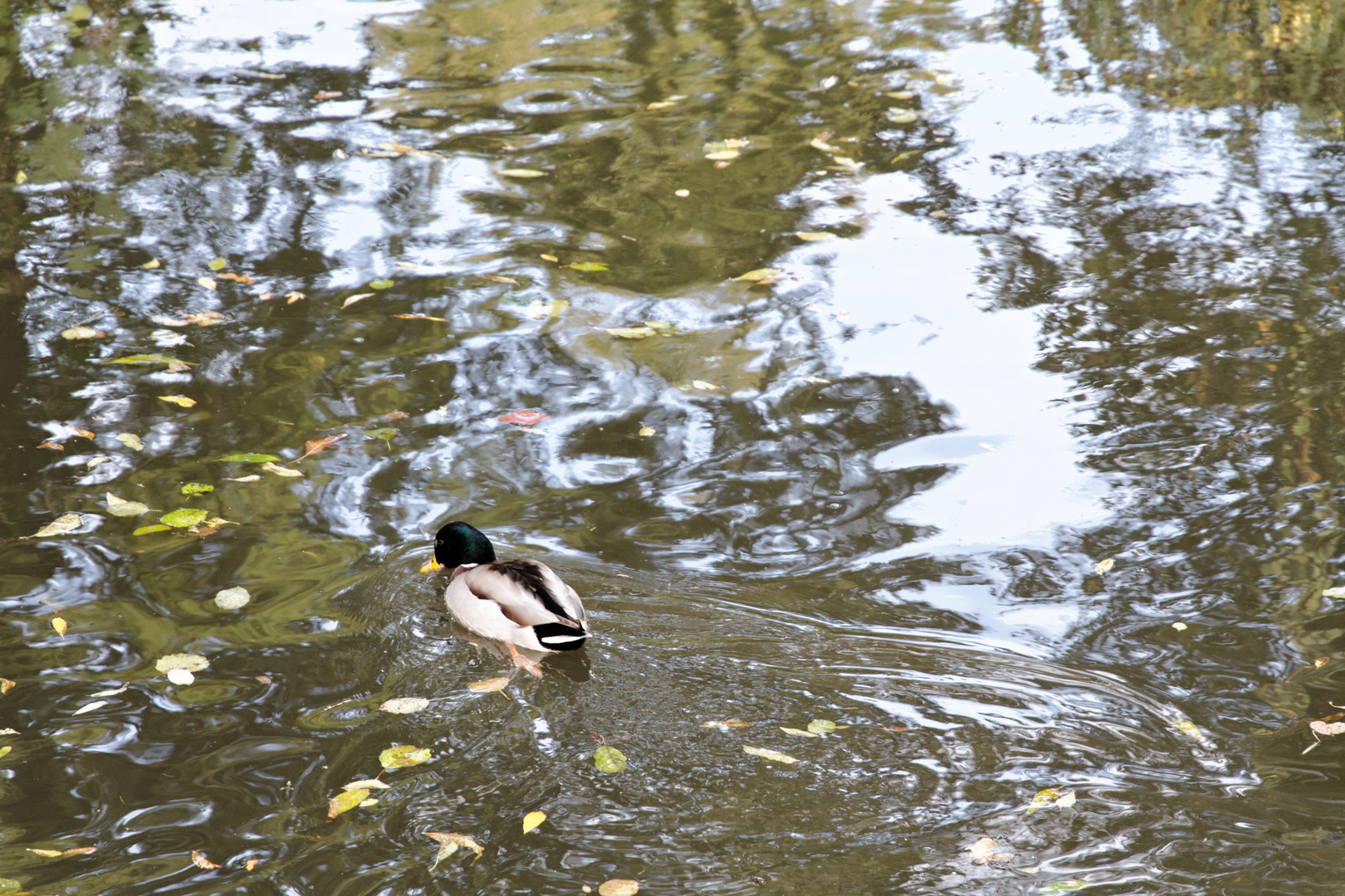 Farbtupfer im Bach