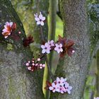 "Farbtupfer im Baum"