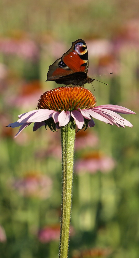 Farbtupfer im Blumenfeld