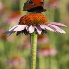 Farbtupfer im Blumenfeld