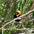 Farbtupfer im Dornenbusch