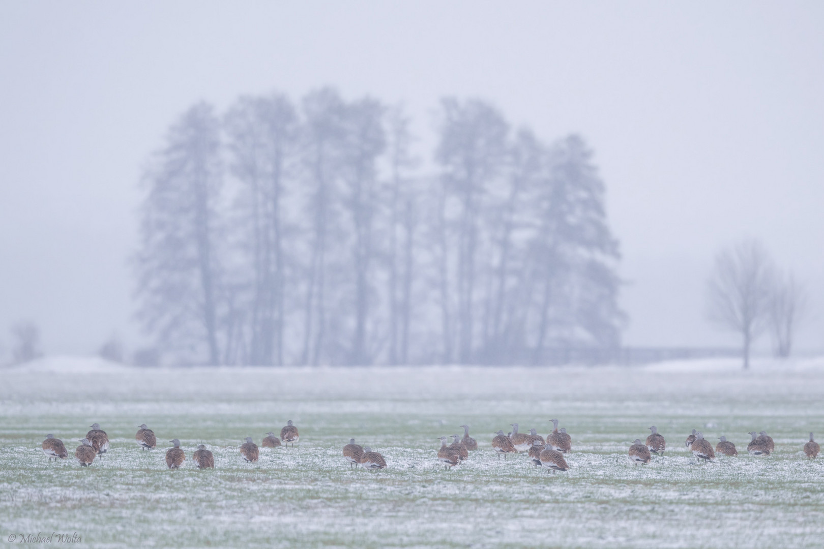 Farbtupfer im ersten Schnee