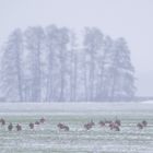 Farbtupfer im ersten Schnee