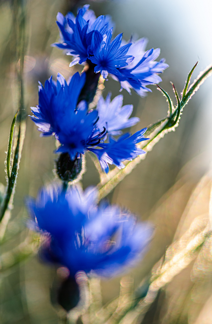 Farbtupfer im Feld - Kornblume