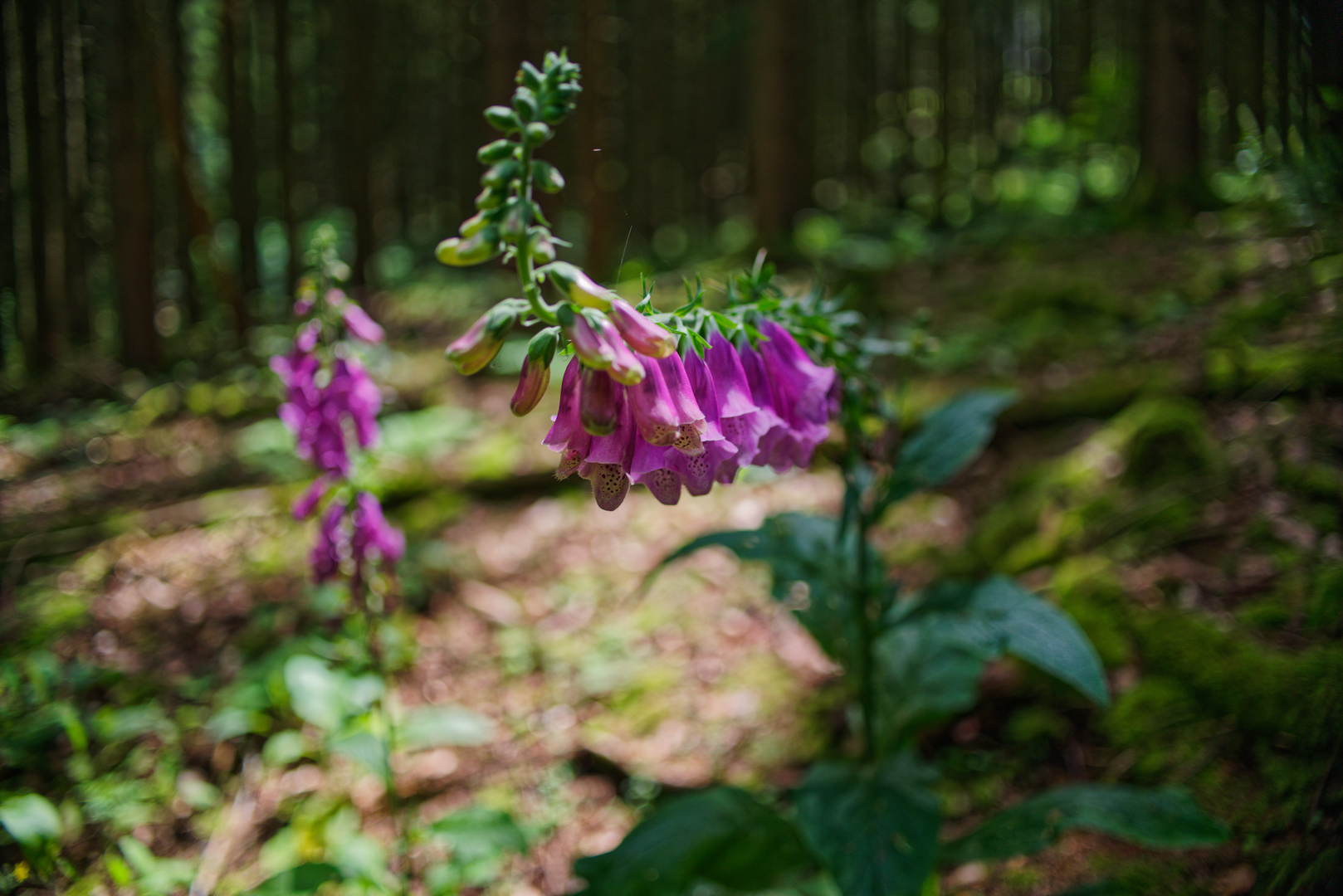 Farbtupfer im Fichtenwald