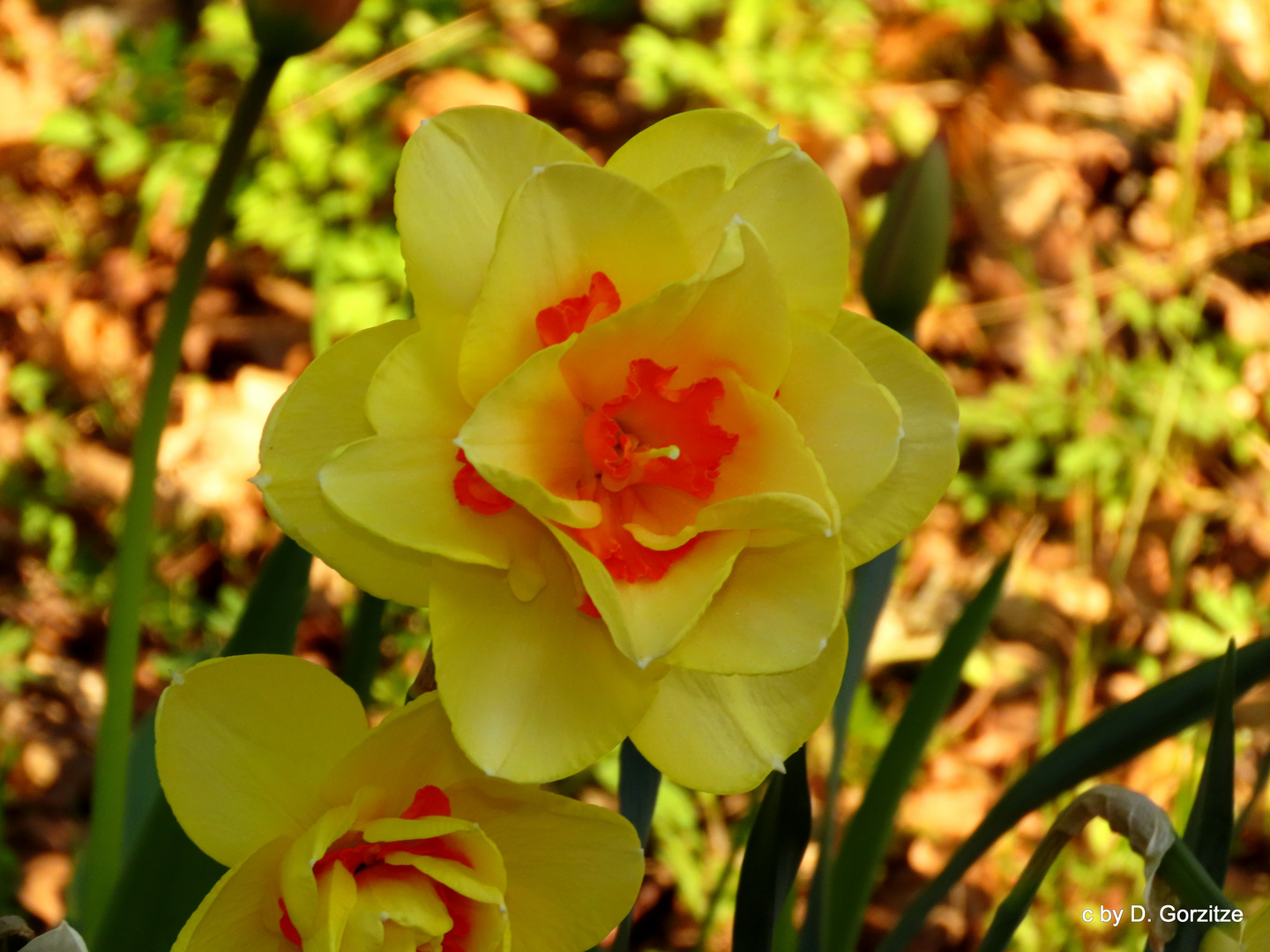 Farbtupfer im Frühling !