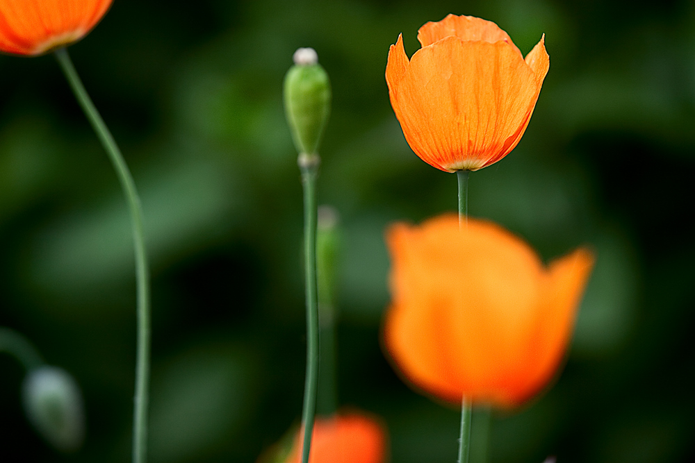 Farbtupfer im Garten