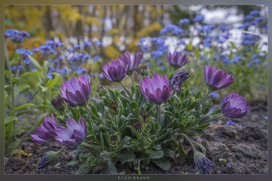 Farbtupfer im Garten