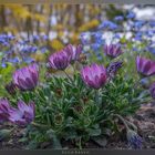 Farbtupfer im Garten