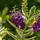 Farbtupfer im Garten