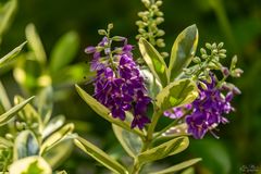 Farbtupfer im Garten