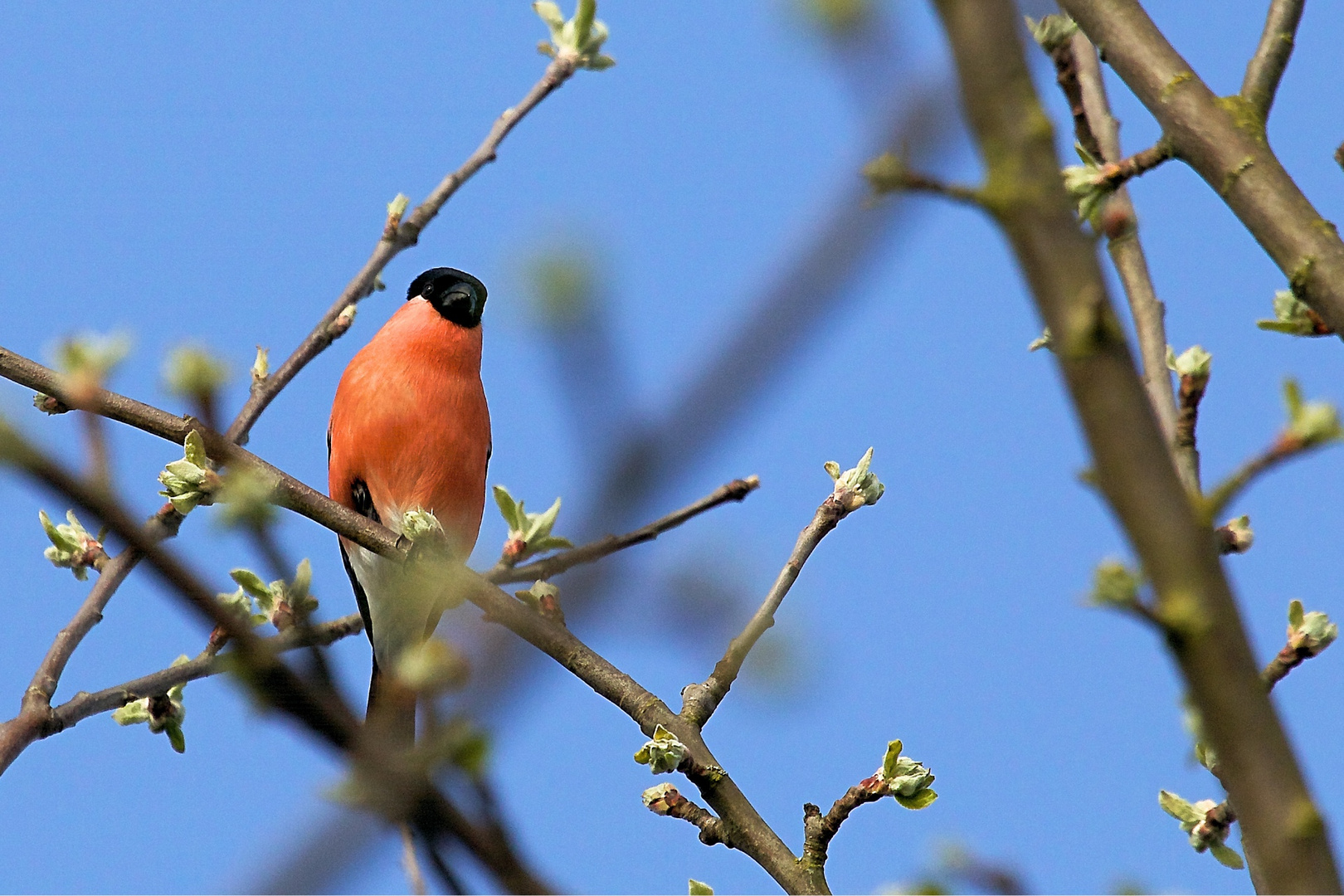 Farbtupfer im Garten 