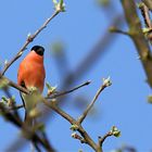 Farbtupfer im Garten 