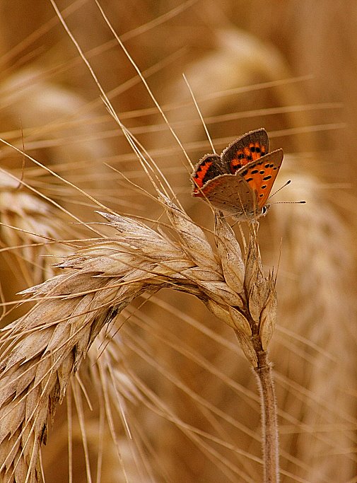 Farbtupfer im Getreidefeld