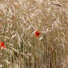 Farbtupfer im Getreidefeld