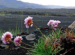 Farbtupfer im Grau der Lava