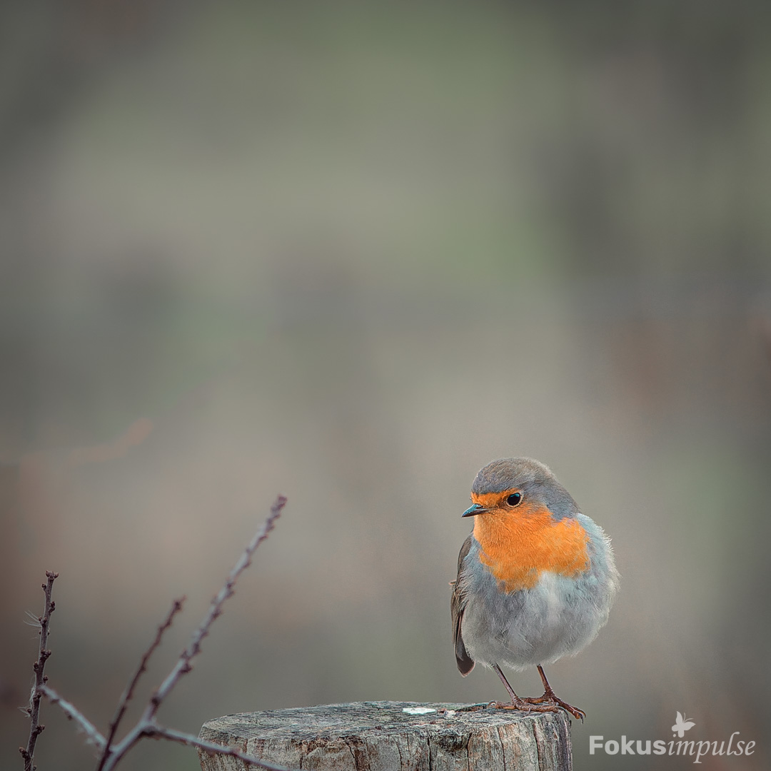 Farbtupfer im grauen Januar