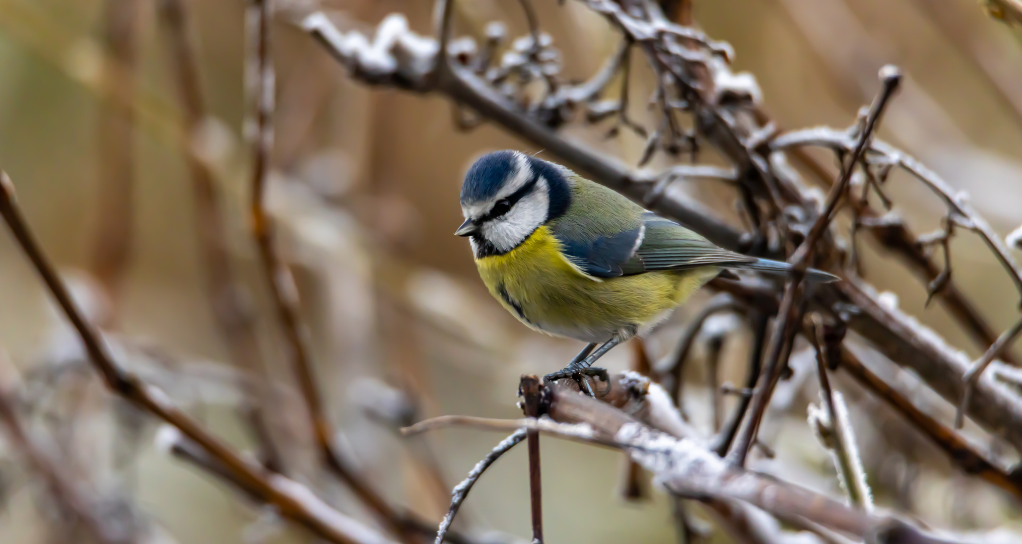 Farbtupfer im grauen Tag