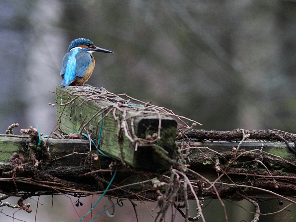 Farbtupfer im grauen Winter