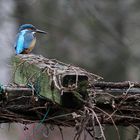 Farbtupfer im grauen Winter