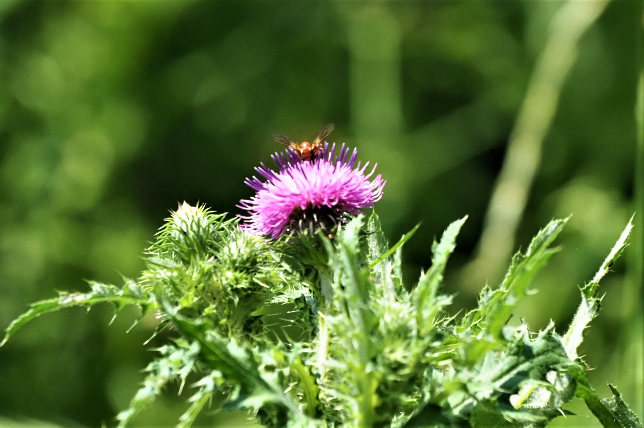 Farbtupfer im Grün