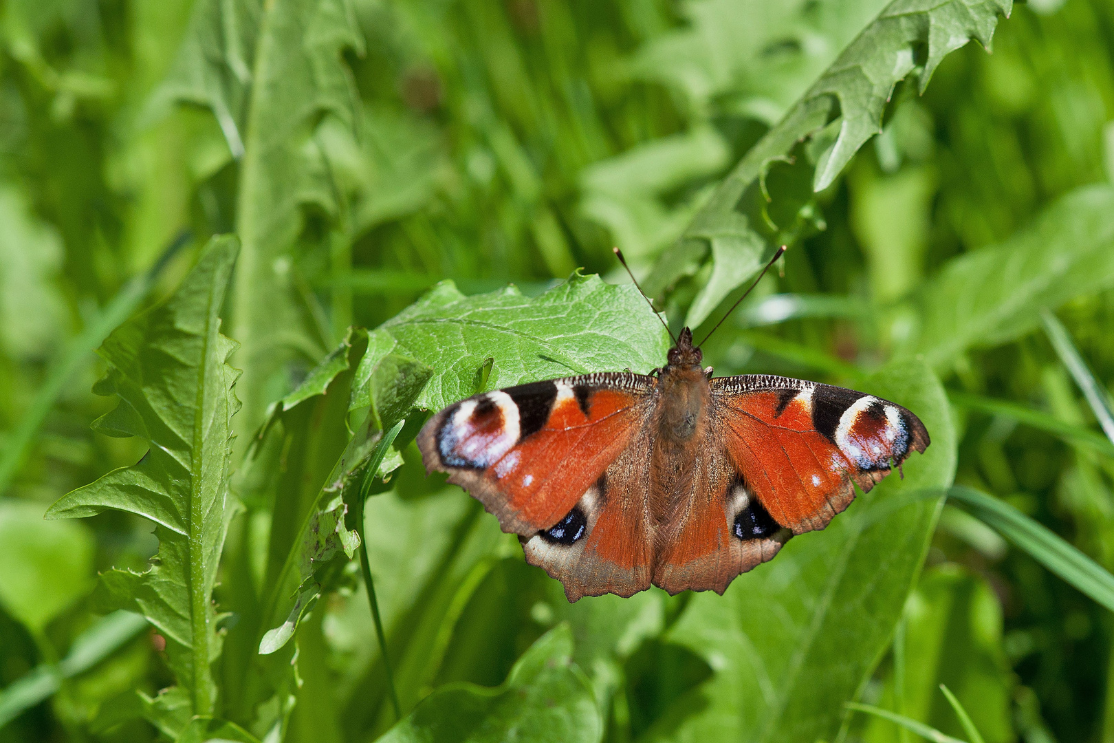 Farbtupfer im Grünen