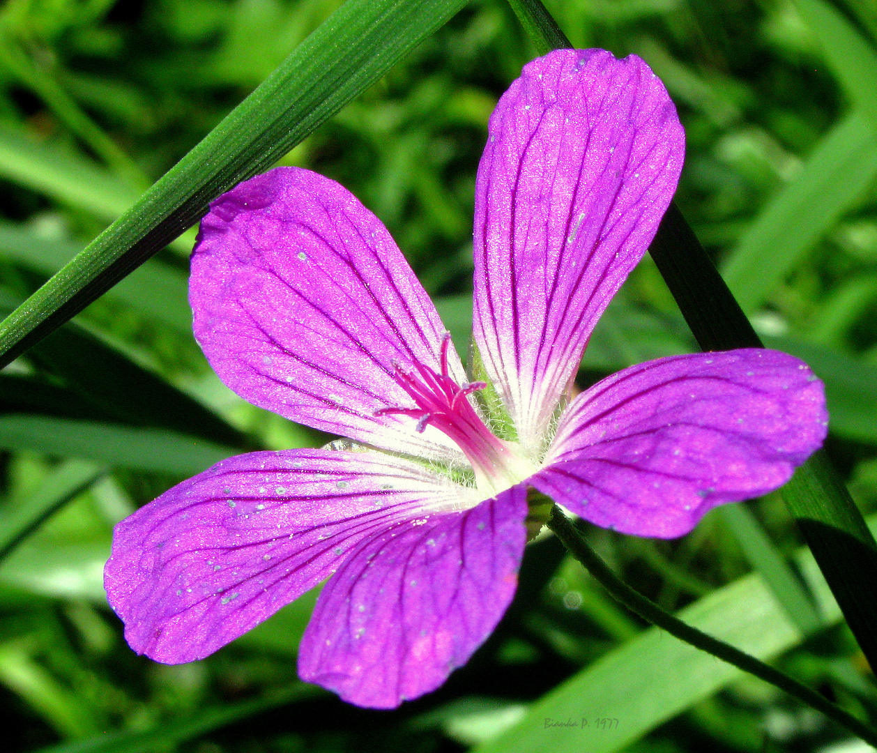 farbtupfer im grünen