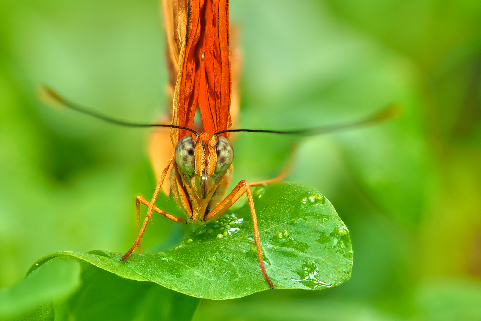 Farbtupfer im grünen...........