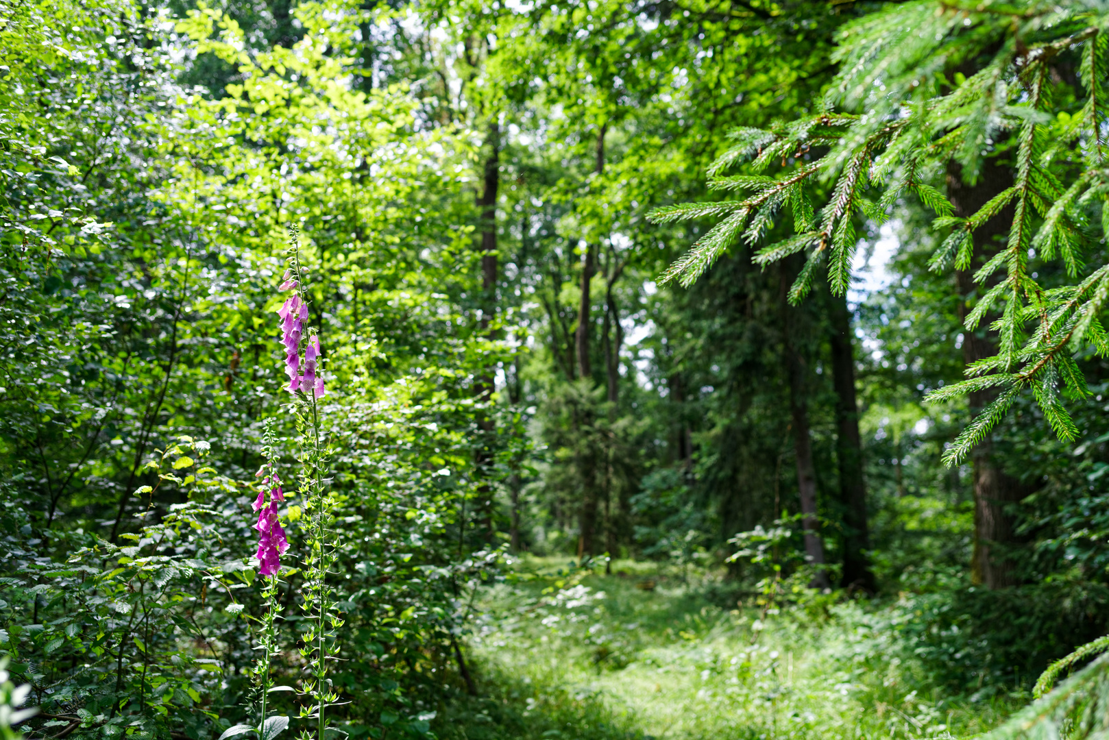 Farbtupfer im grünen Sommerwald