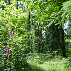 Farbtupfer im grünen Sommerwald